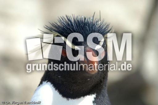 Felsenpinguine (25 von 40).jpg